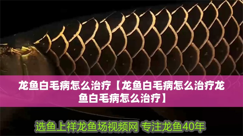 龍魚白毛病怎么治療【龍魚白毛病怎么治療龍魚白毛病怎么治療】