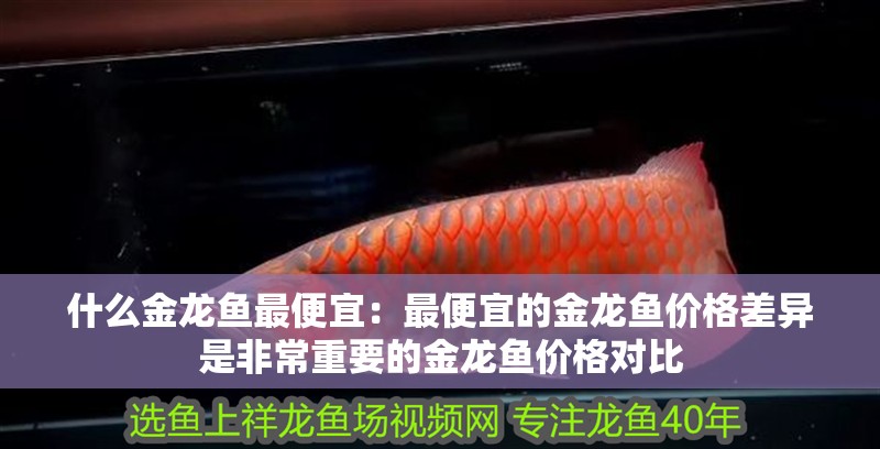 什么金龍魚最便宜：最便宜的金龍魚價格差異是非常重要的金龍魚價格對比 什么金龍魚最便宜：最便宜的金龍魚價格差異是非常重要的金龍魚價格對比 龍魚百科