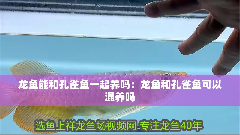 龍魚能和孔雀魚一起養嗎：龍魚和孔雀魚可以混養嗎