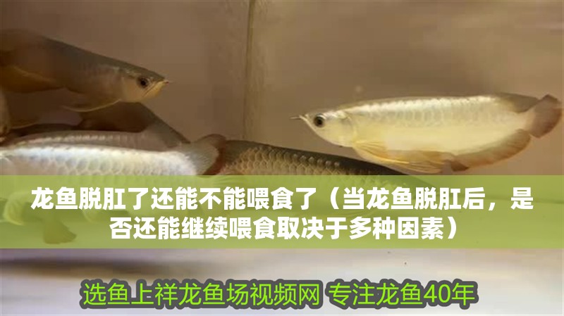 龍魚脫肛了還能不能喂食了（當龍魚脫肛后，是否還能繼續(xù)喂食取決于多種因素） 龍魚脫肛了還能不能喂食了（當龍魚脫肛后，是否還能繼續(xù)喂食取決于多種因素） 龍魚百科