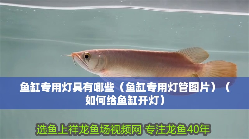魚缸專用燈具有哪些（魚缸專用燈管圖片）（如何給魚缸開燈）