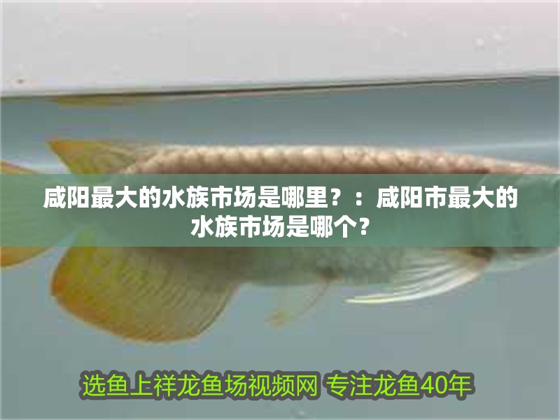咸陽最大的水族市場是哪里？：咸陽市最大的水族市場是哪個？
