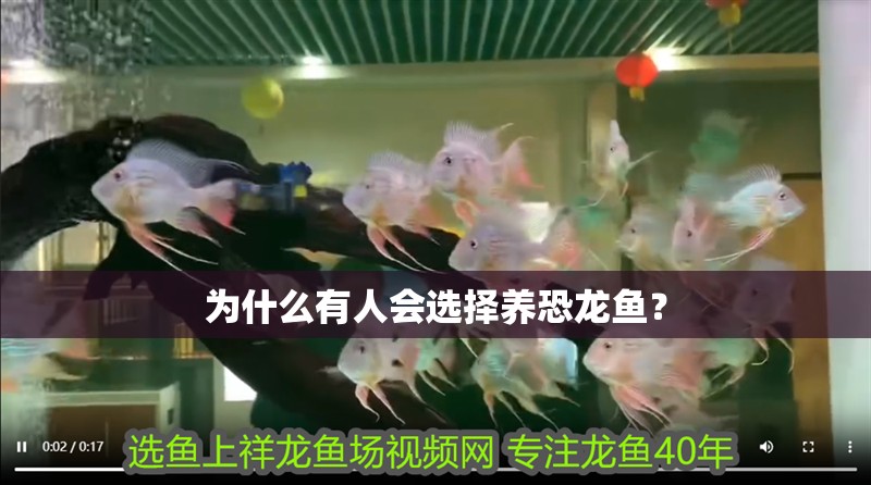 為什么有人會選擇養恐龍魚？ 為什么有人會選擇養恐龍魚？ 龍魚論壇