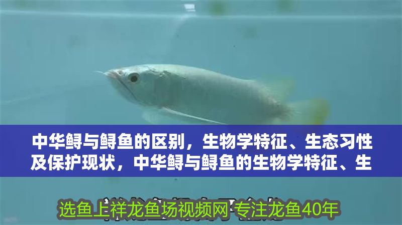 中華鱘與鱘魚的區別，生物學特征、生態習性及保護現狀，中華鱘與鱘魚的生物學特征、生態習性及保護現狀對比分析