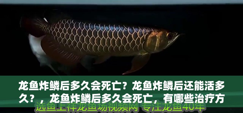 龍魚炸鱗后多久會死亡？龍魚炸鱗后還能活多久？，龍魚炸鱗后多久會死亡，有哪些治療方法