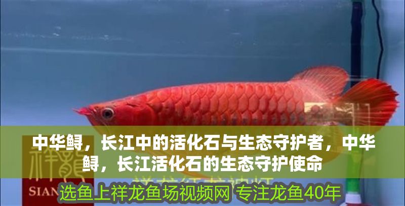 中華鱘，長江中的活化石與生態(tài)守護(hù)者，中華鱘，長江活化石的生態(tài)守護(hù)使命