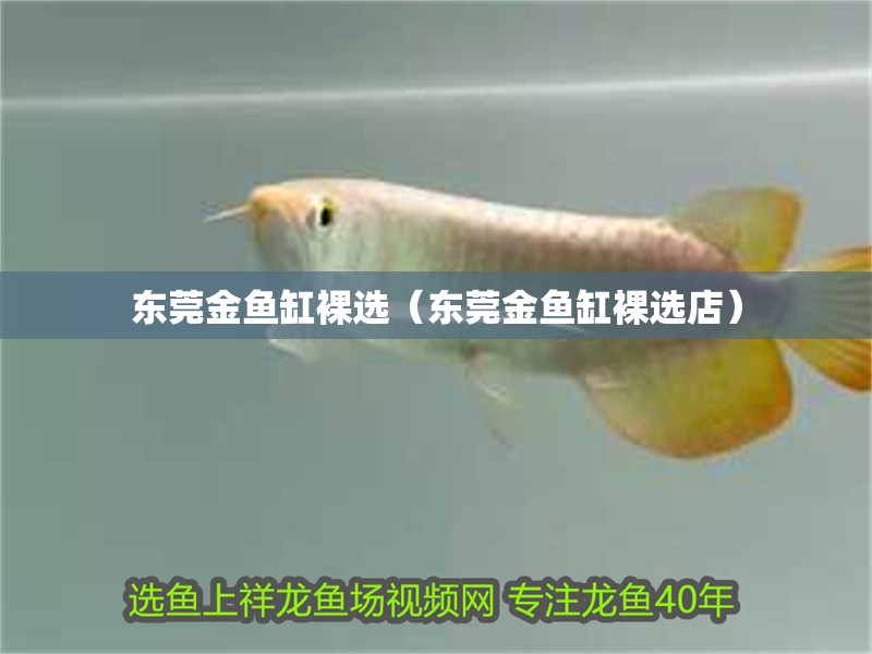 東莞金魚缸裸選（東莞金魚缸裸選店）
