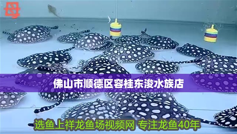 佛山市順德區(qū)容桂東浚水族店