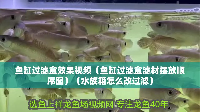魚缸過濾盒效果視頻（魚缸過濾盒濾材擺放順序圖）（水族箱怎么改過濾）