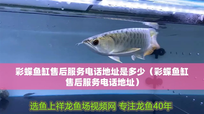 彩蝶魚缸售后服務(wù)電話地址是多少（彩蝶魚缸售后服務(wù)電話地址） 彩蝶魚缸售后服務(wù)電話地址是多少（彩蝶魚缸售后服務(wù)電話地址） 魚缸百科