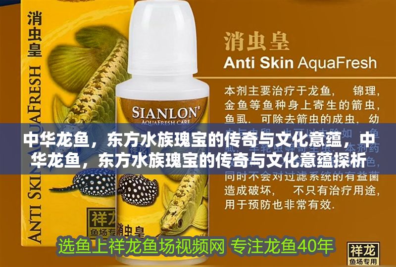中華龍魚，東方水族瑰寶的傳奇與文化意蘊，中華龍魚，東方水族瑰寶的傳奇與文化意蘊探析