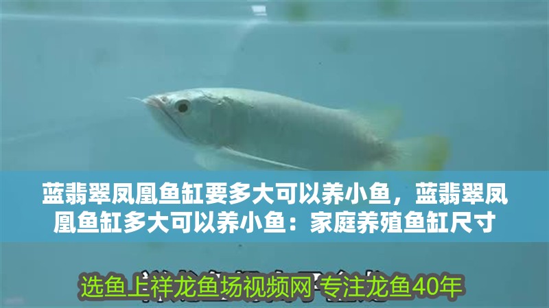 藍翡翠鳳凰魚缸要多大可以養小魚，藍翡翠鳳凰魚缸多大可以養小魚：家庭養殖魚缸尺寸 藍翡翠鳳凰魚缸要多大可以養小魚，藍翡翠鳳凰魚缸多大可以養小魚：家庭養殖魚缸尺寸 魚缸百科