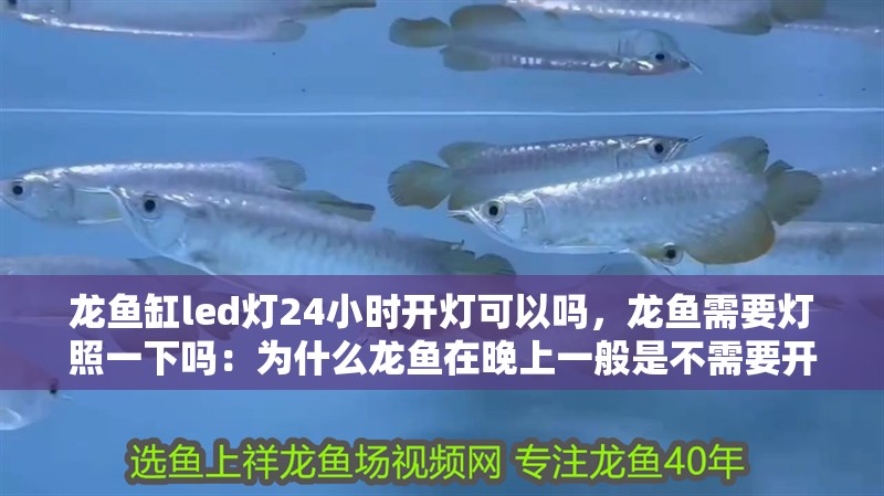 龍魚缸led燈24小時開燈可以嗎，龍魚需要燈照一下嗎：為什么龍魚在晚上一般是不需要開燈的？