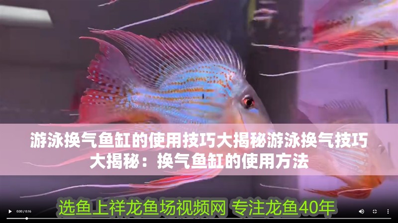 游泳換氣魚缸的使用技巧大揭秘游泳換氣技巧大揭秘：換氣魚缸的使用方法