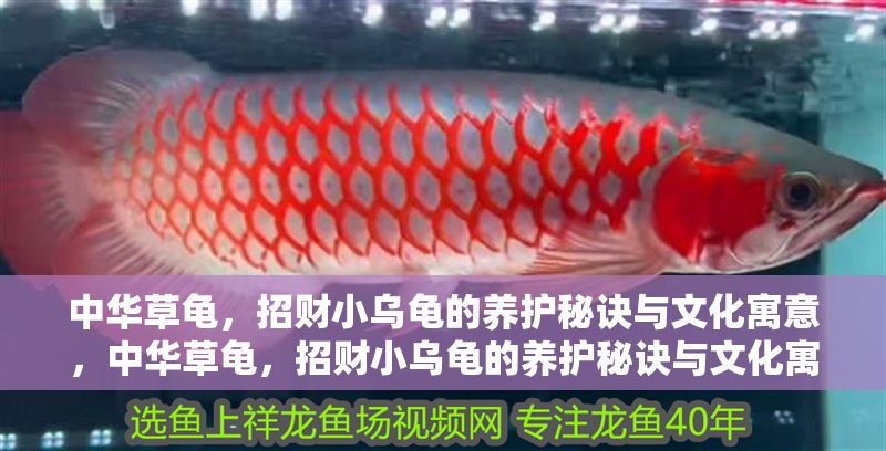 中華草龜，招財小烏龜的養護秘訣與文化寓意，中華草龜，招財小烏龜的養護秘訣與文化寓意全解析