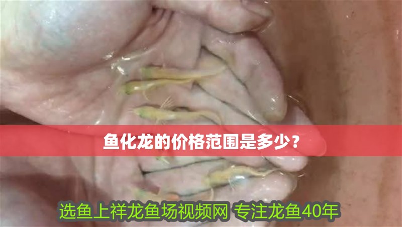 魚化龍的價格范圍是多少？
