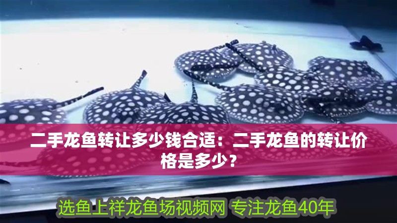 二手龍魚轉讓多少錢合適：二手龍魚的轉讓價格是多少？