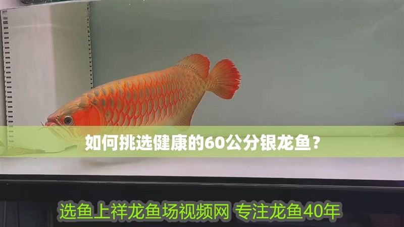 如何挑選健康的60公分銀龍魚？