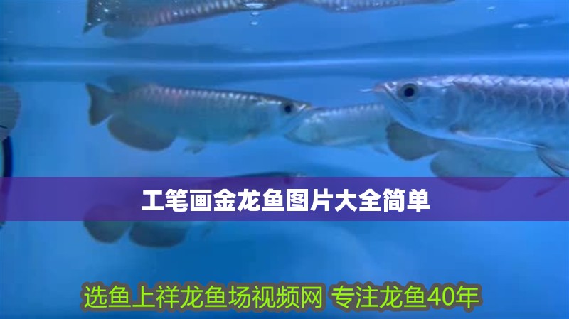 工筆畫金龍魚圖片大全簡單