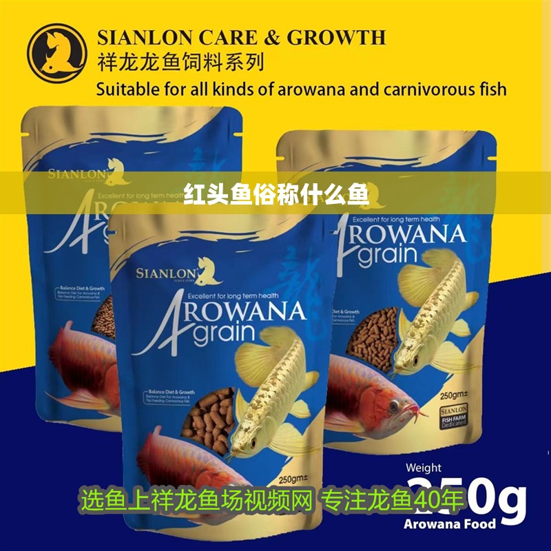 紅頭魚俗稱什么魚