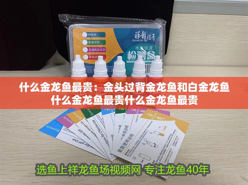 什么金龍魚最貴：金頭過背金龍魚和白金龍魚什么金龍魚最貴什么金龍魚最貴 什么金龍魚最貴：金頭過背金龍魚和白金龍魚什么金龍魚最貴什么金龍魚最貴 龍魚百科