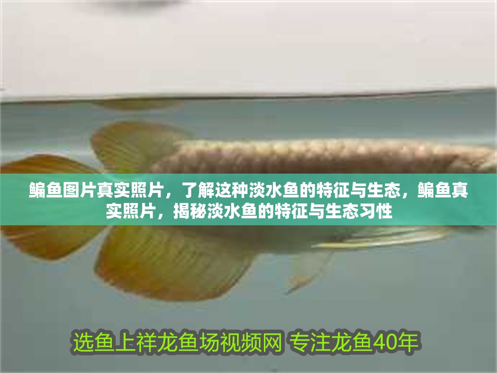 鳊魚圖片真實照片，了解這種淡水魚的特征與生態，鳊魚真實照片，揭秘淡水魚的特征與生態習性