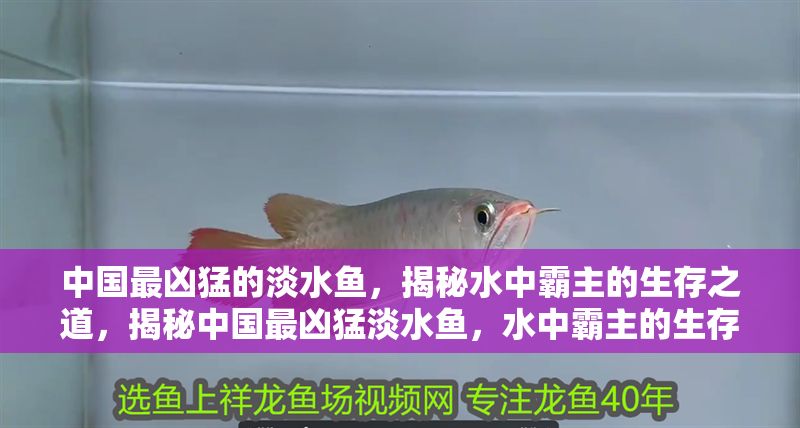 中國(guó)最兇猛的淡水魚(yú)，揭秘水中霸主的生存之道，揭秘中國(guó)最兇猛淡水魚(yú)，水中霸主的生存法則