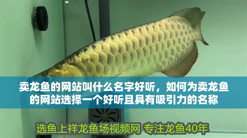 賣龍魚的網站叫什么名字好聽，如何為賣龍魚的網站選擇一個好聽且具有吸引力的名稱