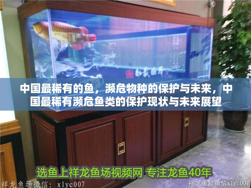 中國最稀有的魚，瀕危物種的保護與未來，中國最稀有瀕危魚類的保護現狀與未來展望