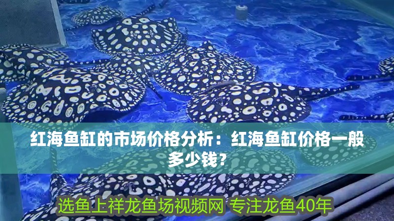 紅海魚缸的市場價格分析：紅海魚缸價格一般多少錢？
