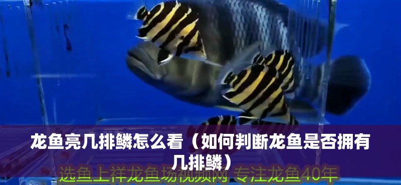 龍魚亮幾排鱗怎么看（如何判斷龍魚是否擁有幾排鱗）