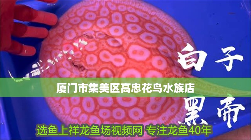 廈門市集美區高忠花鳥水族店