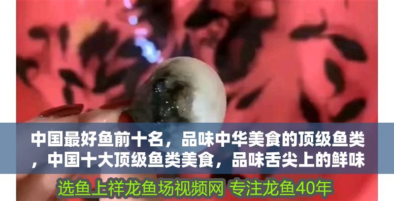 中國最好魚前十名，品味中華美食的頂級魚類，中國十大頂級魚類美食，品味舌尖上的鮮味盛宴