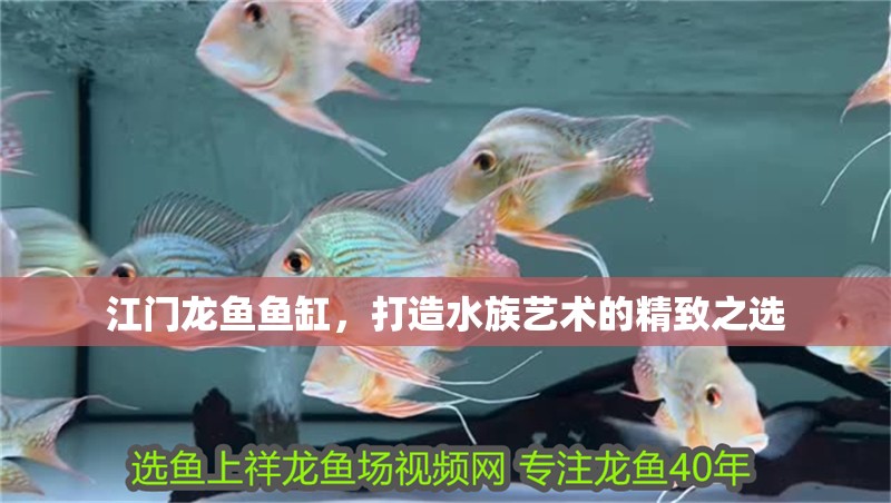 江門龍魚魚缸，打造水族藝術的精致之選