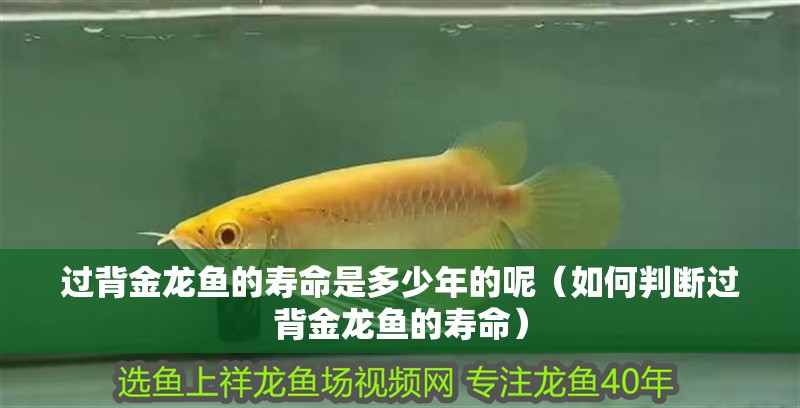 過(guò)背金龍魚(yú)的壽命是多少年的呢（如何判斷過(guò)背金龍魚(yú)的壽命）