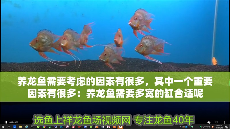 養龍魚需要考慮的因素有很多，其中一個重要因素有很多：養龍魚需要多寬的缸合適呢