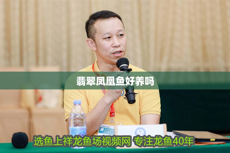 翡翠鳳凰魚好養嗎
