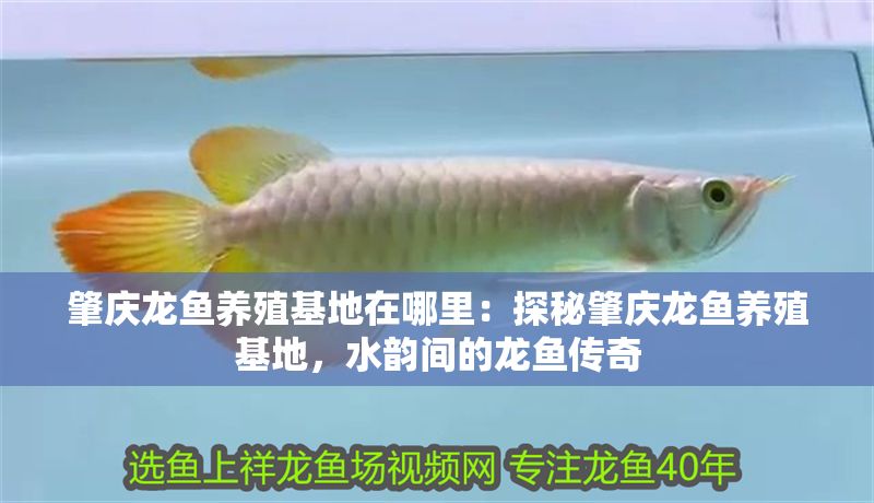 肇慶龍魚養(yǎng)殖基地在哪里：探秘肇慶龍魚養(yǎng)殖基地，水韻間的龍魚傳奇