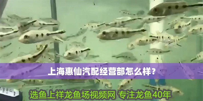 上海惠仙汽配經營部怎么樣？