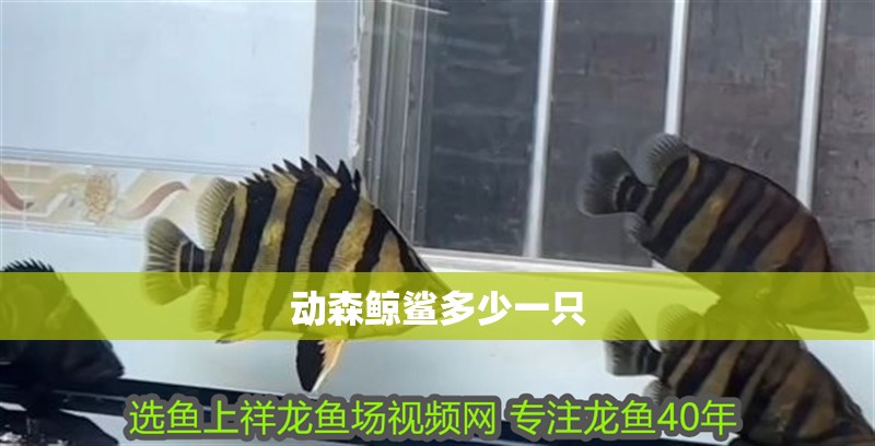 動森鯨鯊多少一只