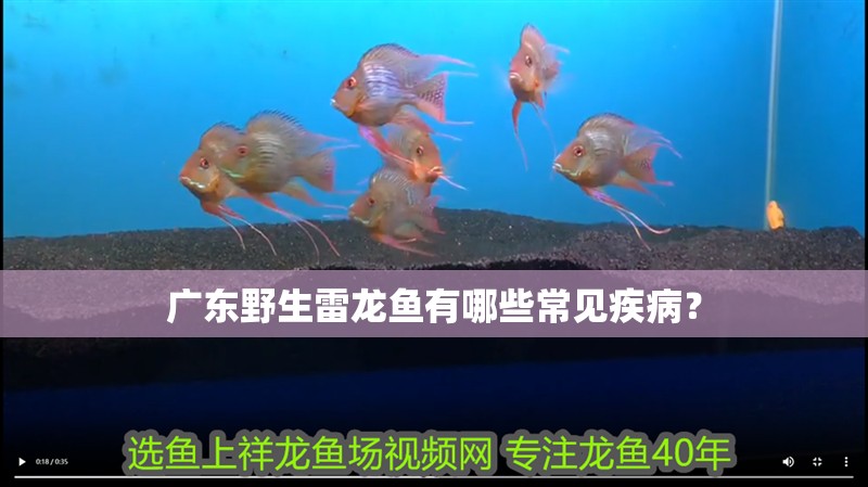 廣東野生雷龍魚有哪些常見疾??？ 廣東野生雷龍魚有哪些常見疾??？ 龍魚百科