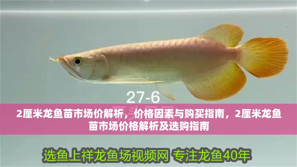 2厘米龍魚苗市場價解析，價格因素與購買指南，2厘米龍魚苗市場價格解析及選購指南