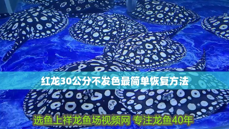 紅龍30公分不發(fā)色最簡單恢復(fù)方法 紅龍30公分不發(fā)色最簡單恢復(fù)方法 龍魚論壇