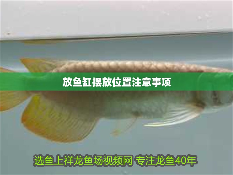 放魚缸擺放位置注意事項