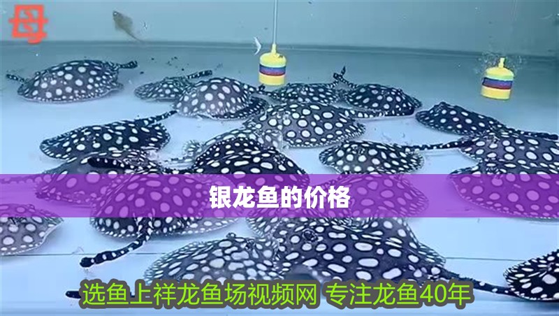 魚缸過濾器選購指南:自制魚缸過濾器魚缸上置過濾器對于養魚愛好者的必備知識 銀龍魚的價格 龍魚論壇 銀龍魚的價格 銀龍魚的價格 龍魚論壇