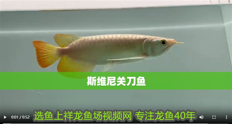 斯維尼關刀魚