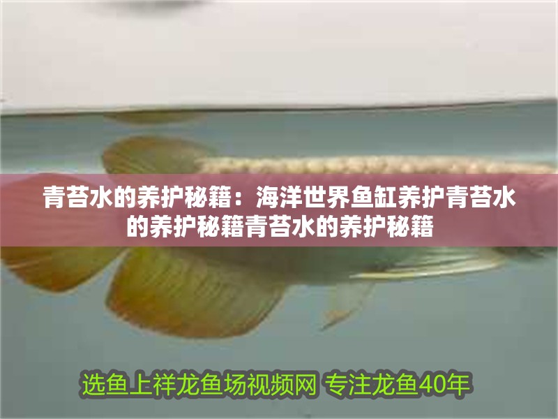 青苔水的養(yǎng)護(hù)秘籍：海洋世界魚缸養(yǎng)護(hù)青苔水的養(yǎng)護(hù)秘籍青苔水的養(yǎng)護(hù)秘籍