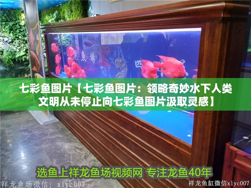 七彩魚圖片【七彩魚圖片：領略奇妙水下人類文明從未停止向七彩魚圖片汲取靈感】