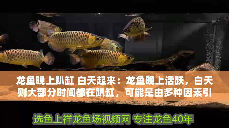 龍魚晚上趴缸 白天起來：龍魚晚上活躍，白天則大部分時間都在趴缸，可能是由多種因素引起的