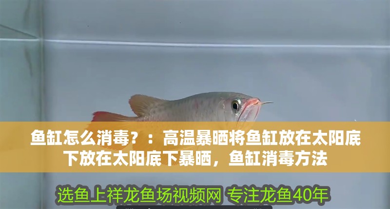 魚缸怎么消毒？：高溫暴曬將魚缸放在太陽(yáng)底下放在太陽(yáng)底下暴曬，魚缸消毒方法